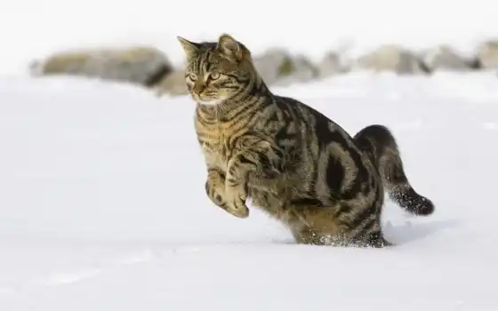 кошки, кот, снегу, снег, прыгает, прыжок, снежные, 
