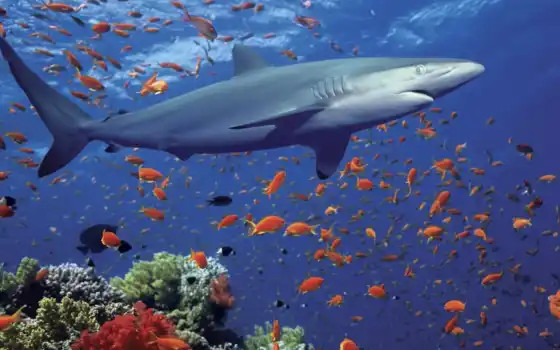 акула, marine, underwater, coral, миро, море, quizá, хищный, human, хищник, animal