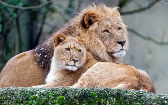 лев, любовь