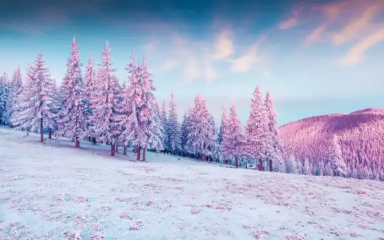 winter, ёль, снег, дерево, mac, cover, грищук, сергей