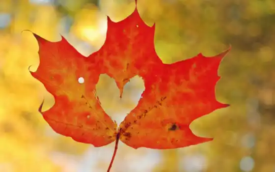 осень, лист, maple, макро, сердце, 