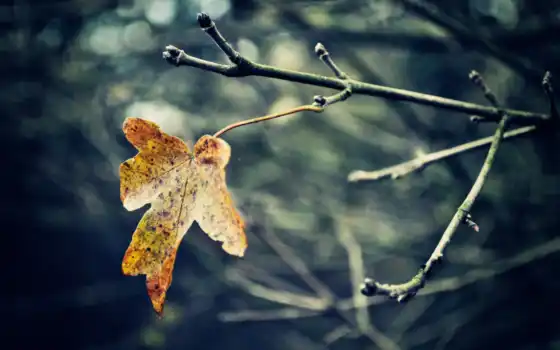 leaf, последний, осень, они, desktop, макро, laplace, branch, лист, 