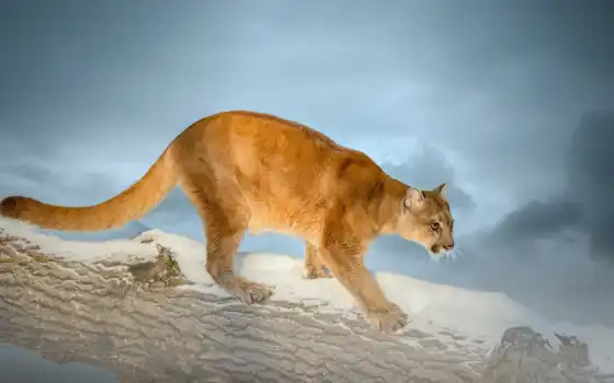 cougar, puma, кот, wild, снег, гора, log, lion, left