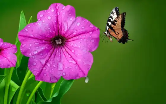 бабочка, цветы