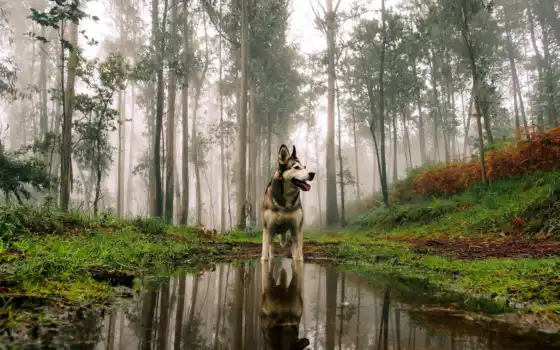 собака, water, stand, лес