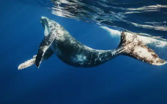 кит, water, blue, касатка, биг