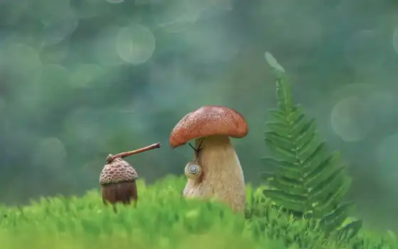 mushroom, snail, makryi, трава, side, взгляд, nail, alexandra, domyt, старый