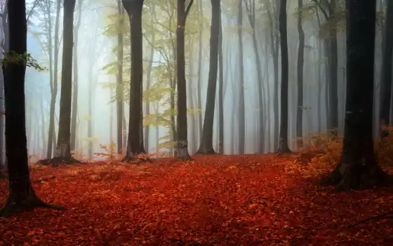 дерево, туман, осень, лес, природа, листва