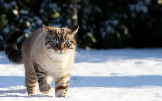 зима, котенок, прогулка