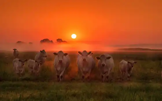 корова, задница, фон, туман, цвет, рассвет, белый, значок, прообои, бсплатнообой