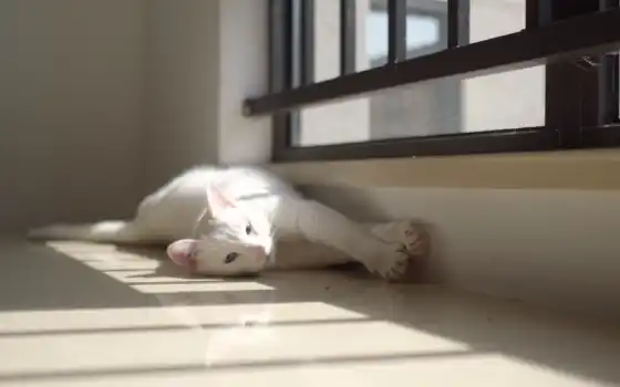 обои на рабочий стол, красивые картинки, картинки для ipad, обои для android