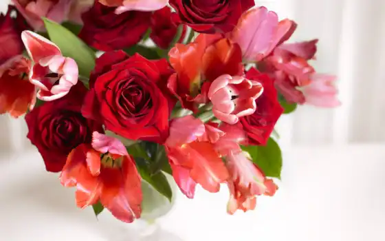 обои, цветные, газообразные, кубка, розы, розы, розы, т ваза, крупы, черные, розовые,