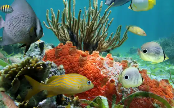 coral, world, underwater, животные, рыбы, stock, риф, 