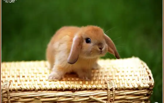 кролики, маленькие, 