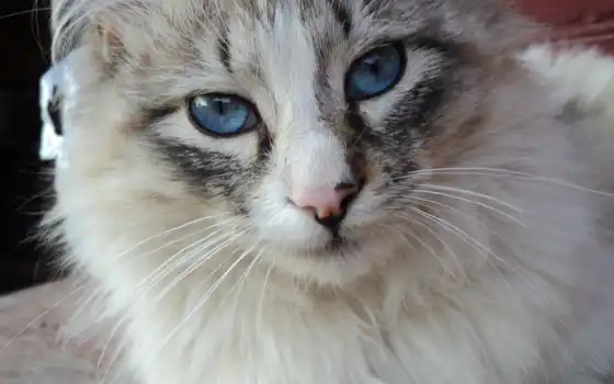 обои на рабочий стол, красивые картинки, картинки для ipad, обои для android