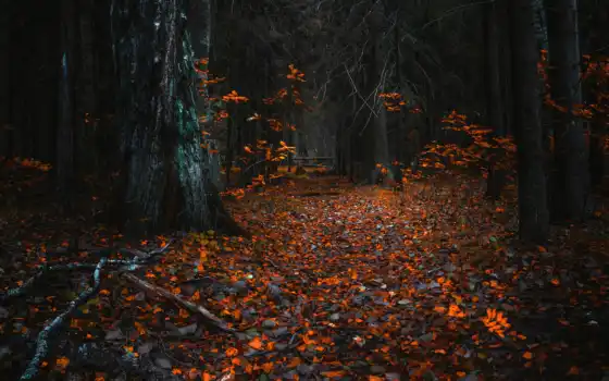 лес, осень, боббим, бесплатно, фавит, фото, фото,