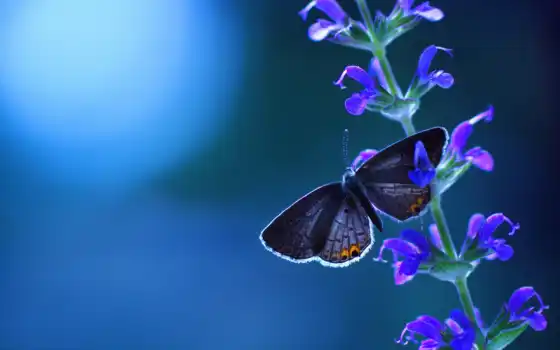 бабочка, butterflies, free, цветы, are, 