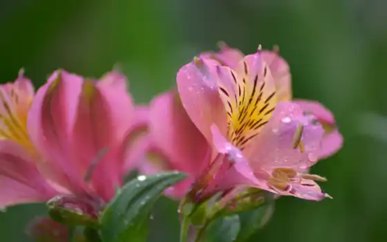 lily, цветы, перуанский, оранжевый, розовый, лепесток, ultra, alstremer