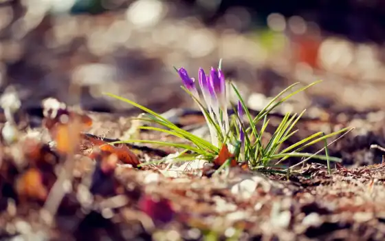 цветы, purple, крокус, весна, дерево, природа, размытость, растение, поле, side