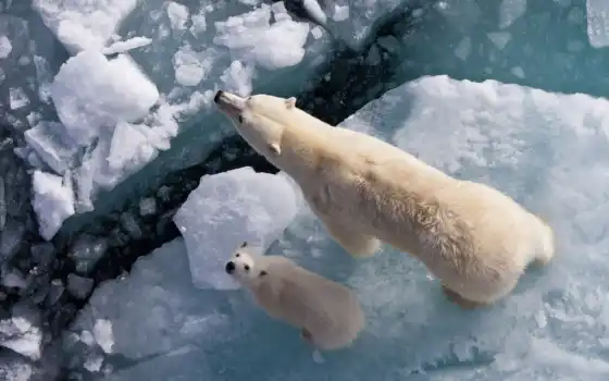 медведь, белый, взгляд, в первую очередь, животное, дика, льдина, получают, вперед
