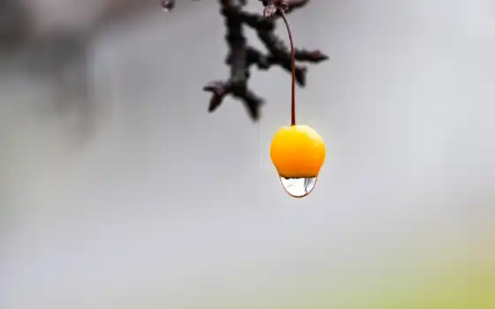 water, плод, drop, yellow, branch, фон