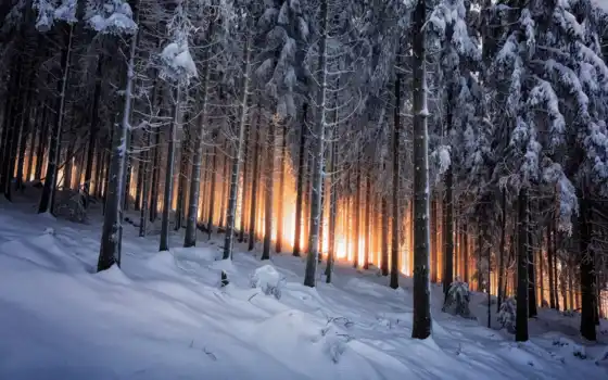 зима, горные деревья, лес, свет, жизнь, янв, свинец,