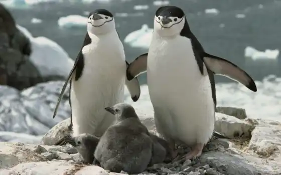 пингвин, они, диг, интересно, взгляд