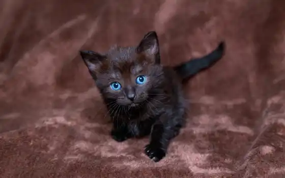 occhi, gattino, gato, nero, dagli, neri, ди, azzurri, olhos, blu, котенок,