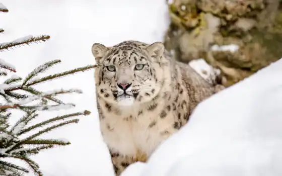 леопард, снег