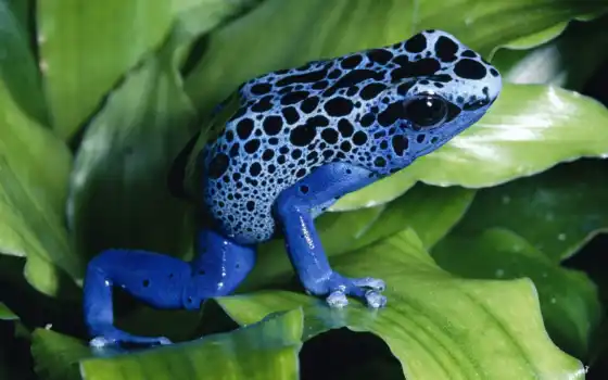 frog, blue, синяя, лист, pretty, лягуха, desktop, animals, similar, background, 