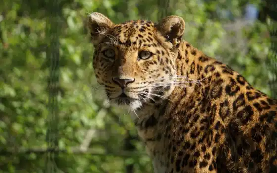 leopardo, foto, libre, regal a, animal