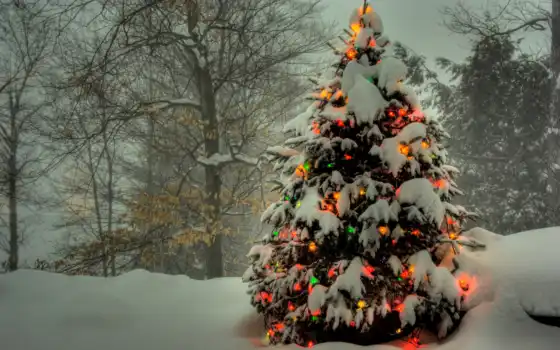 снег, елка, гирлянды, огни, лес, зимний, цветные, год, новый, 