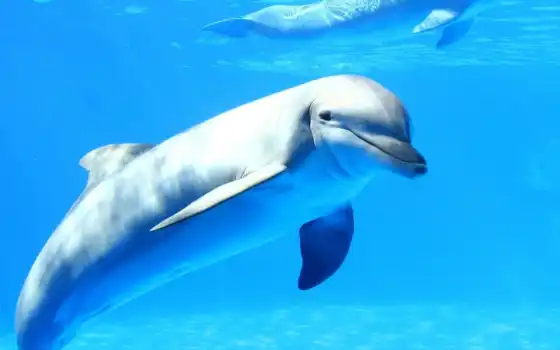 дельфины, дельфин, человека, живые, точно, ученые, видят, выяснить, 