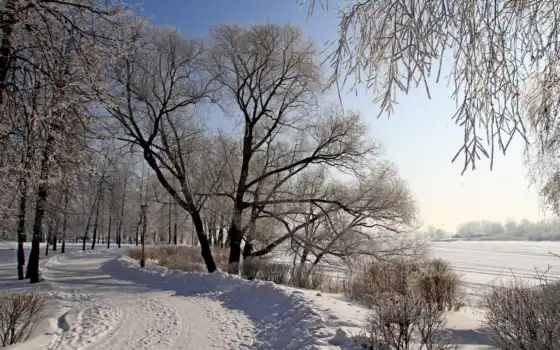 зима, жизнь, деревья, год, время, музыка, время, сезон,