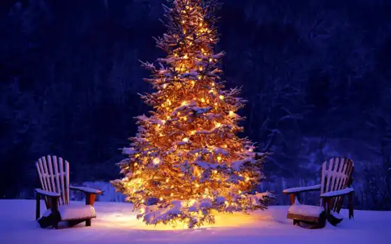 new, год, снег, живые, елка, 