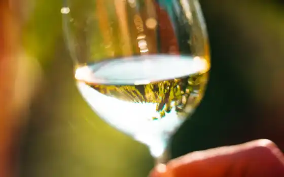 glass, вино, шампанское, фото, трюм, red, напиток, женщина, white, picjumbo, vineyard