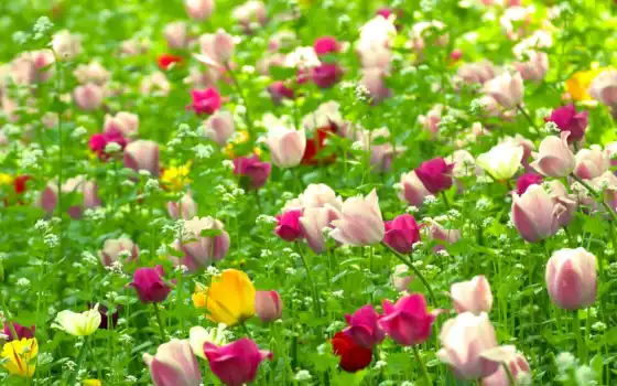 природа, цветы, тюльпан, поле