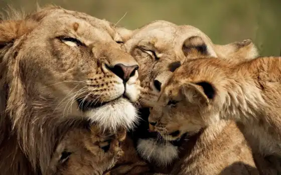 лев, сари, животное, детиш