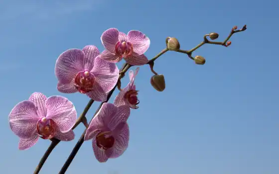орхидея, орхие, ветвь, фото, пин, в шляпе, стриптиз,