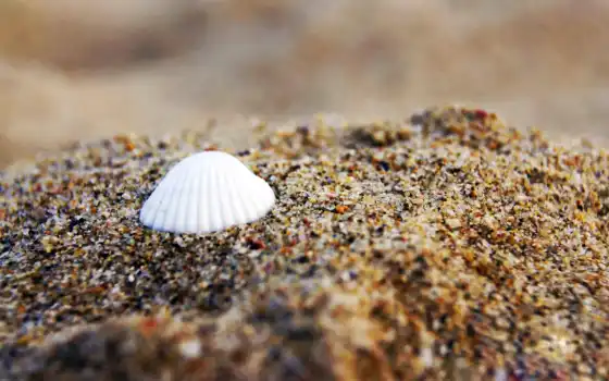 shell, vee极客j, пляж, free, nefrina, песка, браун, 