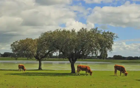 корова, трава, дерево