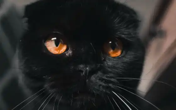 кот, черный, глаз, отто, глаза, браунинг
