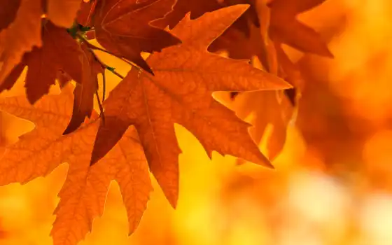 листва, осень, maple, branch, 