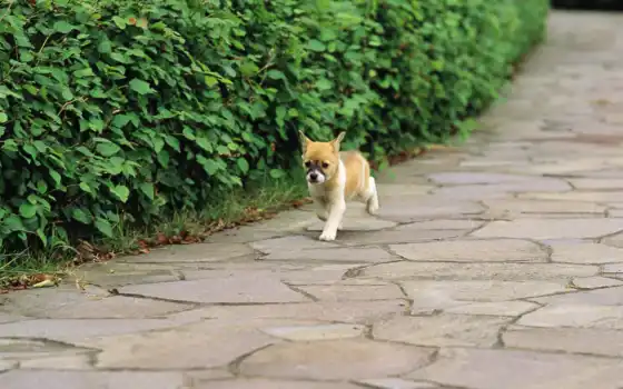 обои на рабочий стол, красивые картинки, картинки для ipad, обои для android