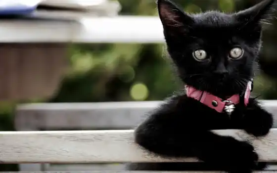 котенок, взгляд, черный, ожерелье, розовый, настольный, бесплатно,