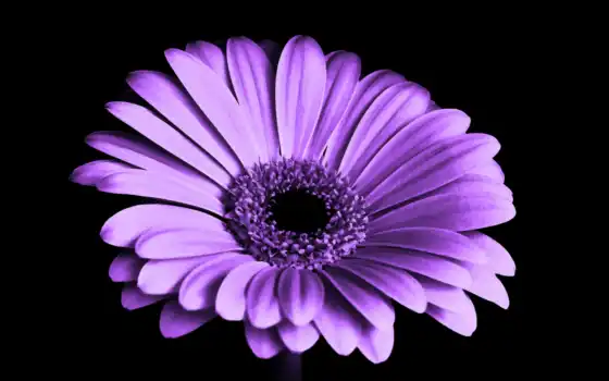 цветы, фиолетовый, даисовый, свободный, белый, сиренев,