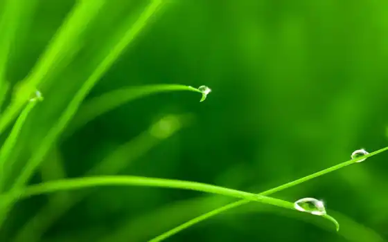 drop, water, makryi, плакат, pic, verde, растение, трава