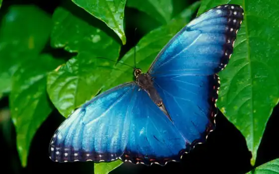 синие, синие, лучшие, животные, топ, настольные, бабочки, природа,