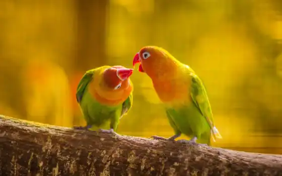 любовь, птицы, почерпнутые, свободные, поцелуи,
