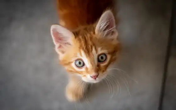 кот, оранжевый, глаз, взгляд